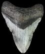 Bargain, Megalodon Tooth - North Carolina #67106-1